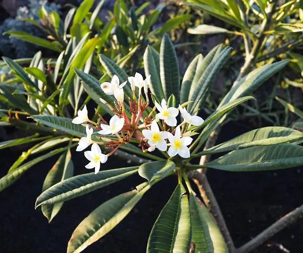 Mana Ecoretreat 住宿加早餐酒店 5*